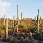 STEW ETF: The Anti-Hype Fund Constructed For A Progress Pause