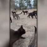 Animal management teams are involved about feral cat inhabitants on Lengthy Island after harsh winter