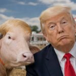 Down the Rabbit Gap: Bangladeshi buffalo ‘Donald Trump’ pardoned – a short historical past of animal sacrifices | World Information