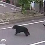Man attacked by bear at metal works in Japan