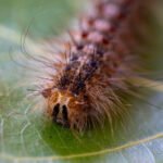 Poisonous pests swarm Berlin – media — RT World Information