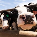 The Forgotten Triumph of Rinderpest Eradication, and the Price of Ignoring Its Lesson — World Points
