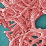 New York Metropolis well being officers seek for supply of Higher East Aspect Legionnaires’ outbreak linked to 36 circumstances