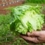 Taylor Farms investigated as doable cyclosporiasis outbreak supply – NBC New York