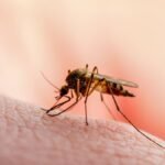 West Nile virus present in 89 NYC ZIP codes to this point this yr – NBC New York